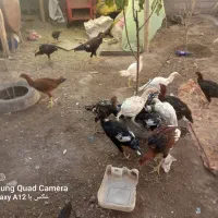 لاری اصیل|حیوانات مزرعه|میانه, |دیوار