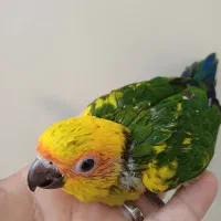 طوطی خورشیدی سانکانور(پشت زرد) سرلاکی