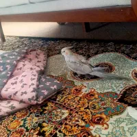 عروس هلندی ماده|پرنده|خمینی‌شهر, |دیوار