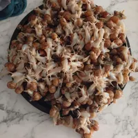 به علت تکثیر زیاد