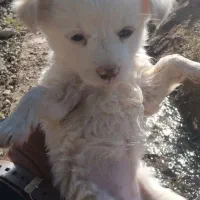 توله سگ ترییر|سگ|قائن, |دیوار