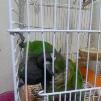 طوطی گرینچک|پرنده|میاندوآب, |دیوار