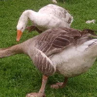 فروش غاز وقوغاز