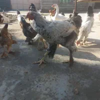 تخم مرغ نطفه دار نژاد لاری برهما چهل تاج|حیوانات مزرعه|دهدشت, |دیوار