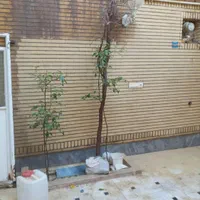 کف سابی ونماشویی|خدمات نظافت|قم, انسجام|دیوار