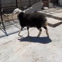 ۱راس بره ماده چاق