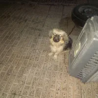 معاوضه سگ پا کوتاه ماده