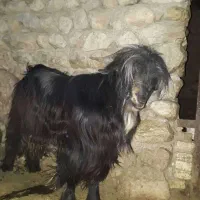 بزغاله داشتی