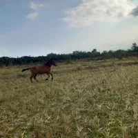 اسب|اسب و تجهیزات اسب‌سواری|لیسار, |دیوار