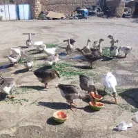 تعدادغازنژادخوب قوغازاصلی به فروش می رسد|حیوانات مزرعه|ماکو, |دیوار
