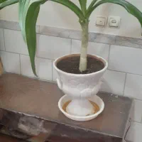 گل برگ موزی