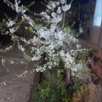 فروش خانه ویلایی همراه با دامداری با همه امکانات