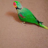 شاه طوطی نر بالغ کاملا آرام سخنگو باهوش بالا|پرنده|کرج, شهرک فهمیده|دیوار