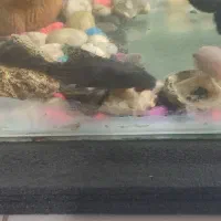 ماهی|ماهی|مشهد, اروند|دیوار