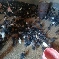 نیمچه گلپایگانی جهادی