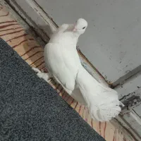 کفتر دوم چتری پاپرکاکلی|پرنده|کوه چنار, |دیوار