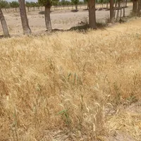 فروش ۱۹۳ متری در شهرک ولیعصر|فروش دفتر صنعتی، کشاورزی، تجاری|تربت‌حیدریه, شهرک ولیعصر|دیوار