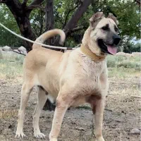 ماده سرابی درجه یک