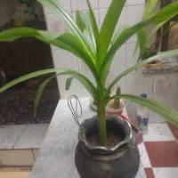 گل موزی زیرقیمت