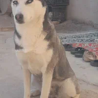 حیوان