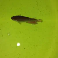 ماهی فایتر|ماهی|اردبیل, |دیوار