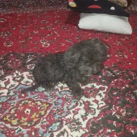 فروش سگ شیتزو