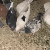 کفتر شهرستانی رنگی|پرنده|فردیس, خیام شرقی|دیوار