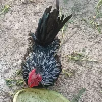 خروس جا پنیز