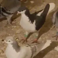 گمشده|حیوانات|سبزوار, جوادیه غربی|دیوار