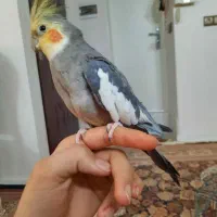 عروس هلندی نر