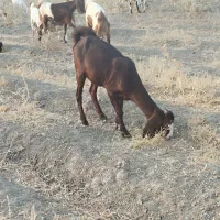 فروش دو عدد کهره ماده