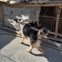 سگ ژرمن شولاین