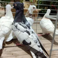 کبوتر طوقی ، کله سیاه ، راعبی