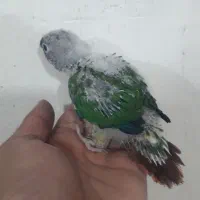 گرینچیک|پرنده|کاشان, فاز ۱ ناجی آباد|دیوار