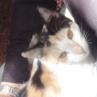 گربه گم شده