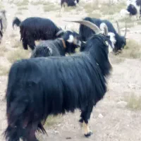 بهده تخمی|حیوانات مزرعه|ایذه, |دیوار