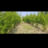 زمین باغ 280مترسنددارامتیازآب فنس کشی آماده|فروش زمین و ملک کلنگی|گرگان, |دیوار