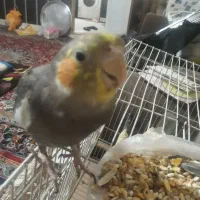 عروس هلندی گمشده تاریخ  ۶/۹ساعت هشتونیم شب