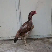 مرغ لاری اصیل