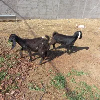 ۳راس بزغاله درمشگین شهر|حیوانات مزرعه|مشگین شهر, |دیوار