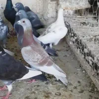 پلاکی|پرنده|اهواز, بهارستان|دیوار