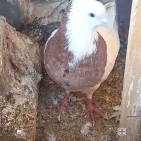 کبوترپرشی|پرنده|اسفراین, |دیوار