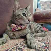 واگذاری گربه