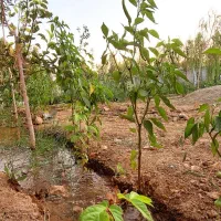 1050متر باغچه چهاردیواری، کردان با کاربری باغویلا|فروش زمین و ملک کلنگی|هشتگرد, طاووسیه|دیوار