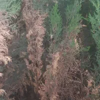 حراج شیرازی فقط ۱۰۰ تومن