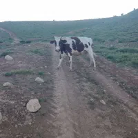گاو