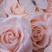 اموزش،زبان کردی