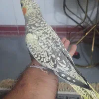 عروس مرواریدی سه ماهه دستی بدون گاز گرفتن