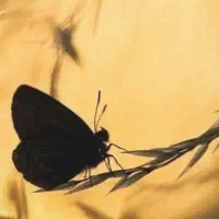 فال حرفه ای یی چینگ