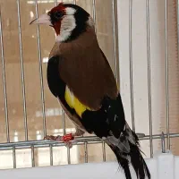 سهره نر حلقه پا نشون دار